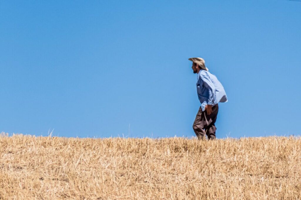 IA et céréales en Algérie : semer les données, récolter l’avenir